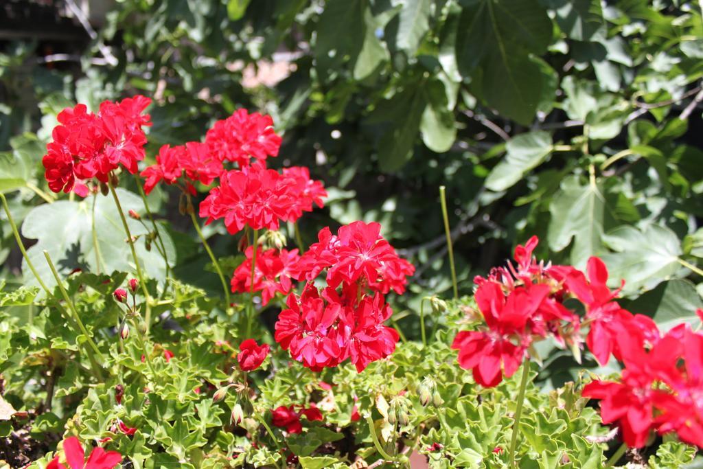 B&B Etna Akme Nicolosi Oda fotoğraf